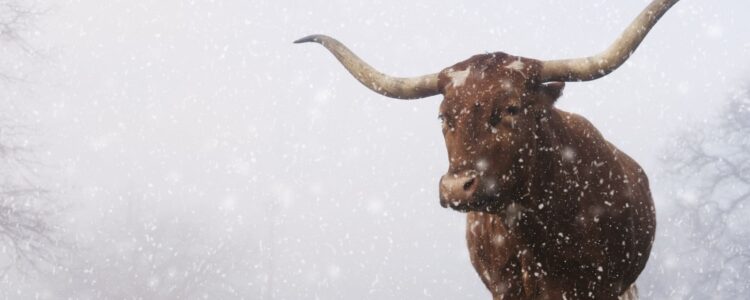 Texas Winter Storm, Tips to stay safe & warm, EnerWisely