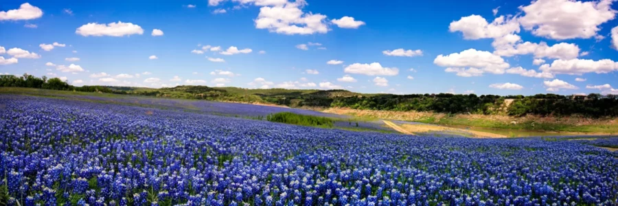 texas fields